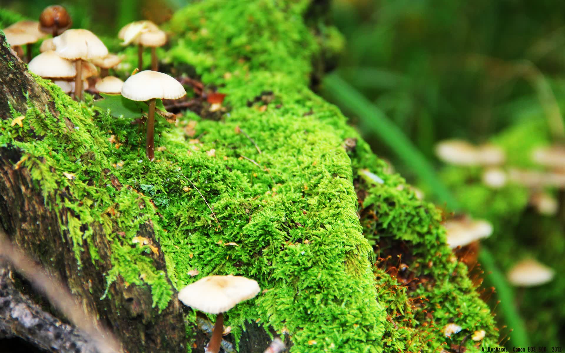 世界举重青年联赛：选手挑战更高重量成功，世界级举重比赛